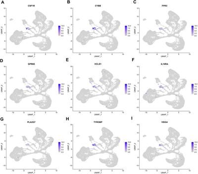 Identification and Validation of Prognostic Biomarkers Specifically Expressed in Macrophage in IgA Nephropathy Patients Based on Integrated Bioinformatics Analyses